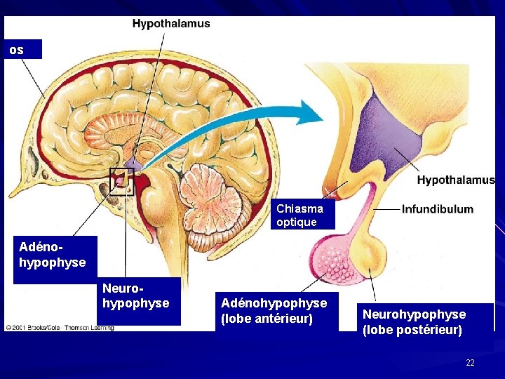 os Chiasma optique Adénohypophyse Neurohypophyse Adénohypophyse (lobe antérieur) Neurohypophyse (lobe postérieur) 22 