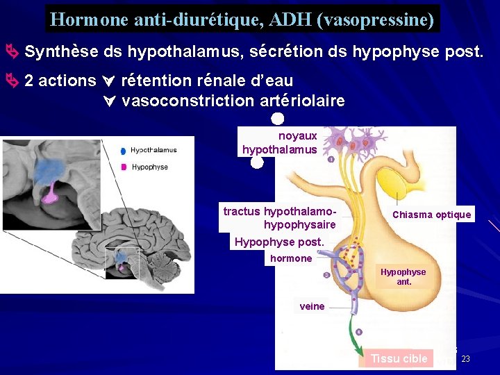 Hormone anti-diurétique, ADH (vasopressine) Synthèse ds hypothalamus, sécrétion ds hypophyse post. 2 actions rétention