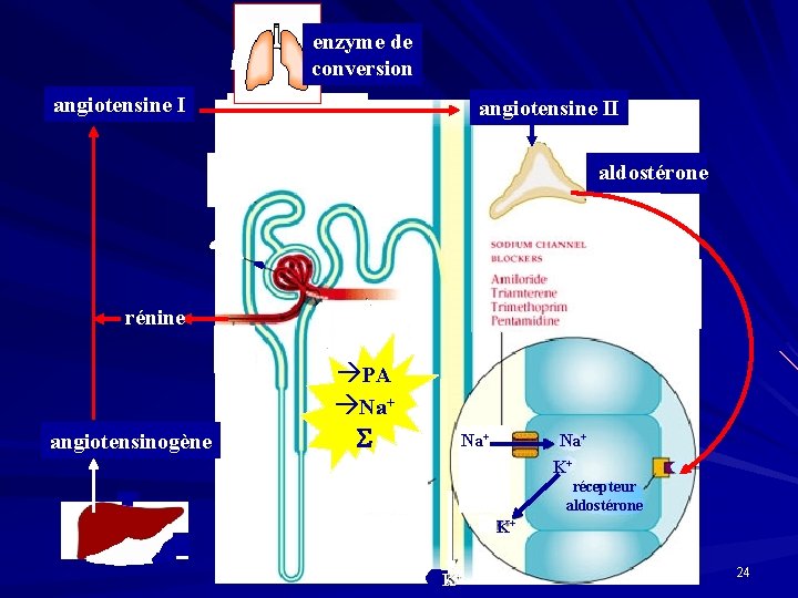 enzyme de conversion angiotensine II aldostérone rénine angiotensinogène PA Na+ Na+ K+ récepteur aldostérone