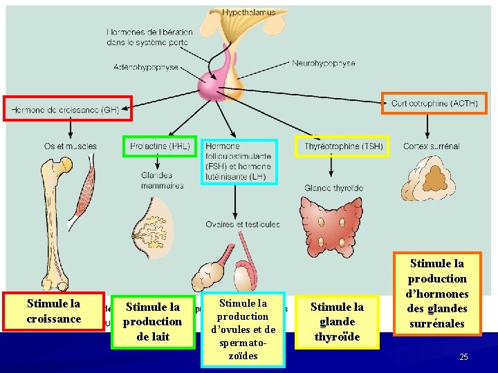 Stimule la croissance Stimule la production de lait Stimule la production d’ovules et de