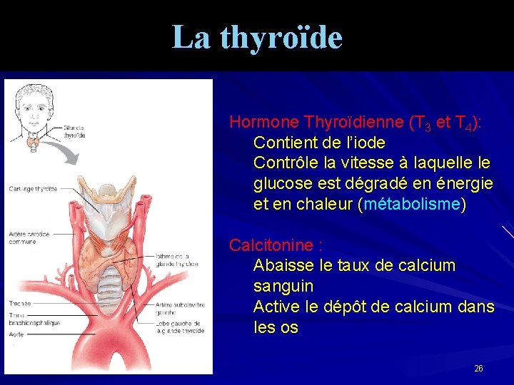 La thyroïde Hormone Thyroïdienne (T 3 et T 4): Contient de l’iode Contrôle la