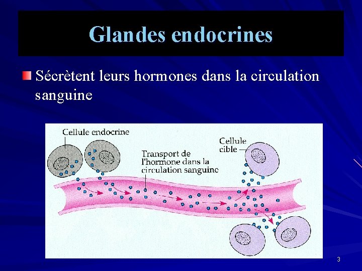Glandes endocrines Sécrètent leurs hormones dans la circulation sanguine 3 