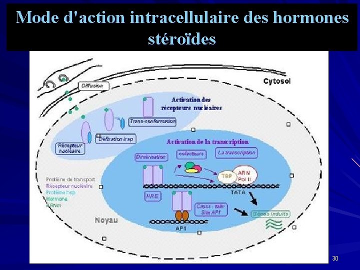 Mode d'action intracellulaire des hormones stéroïdes 30 