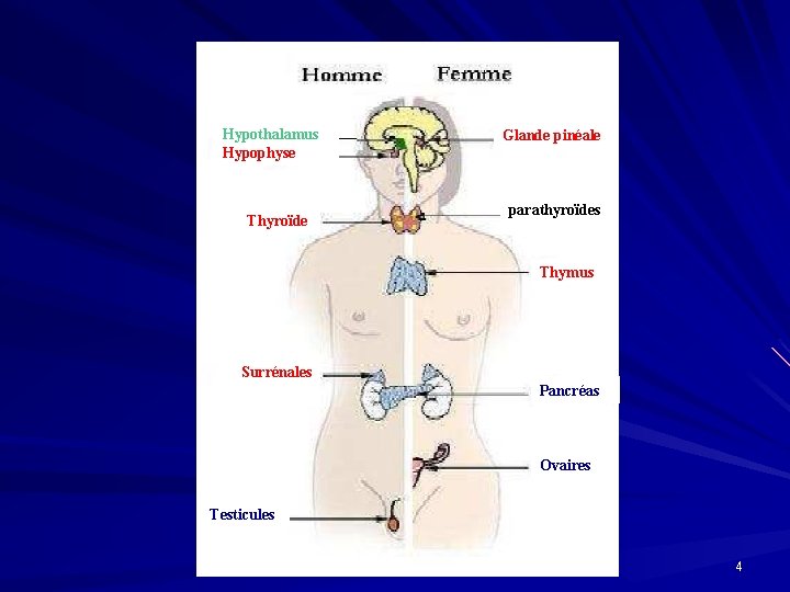 Hypothalamus Hypophyse Thyroïde Glande pinéale parathyroïdes Thymus Surrénales Pancréas Ovaires Testicules 4 