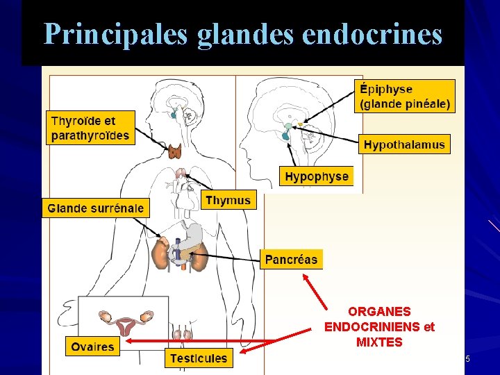 Principales glandes endocrines ORGANES ENDOCRINIENS et MIXTES 5 