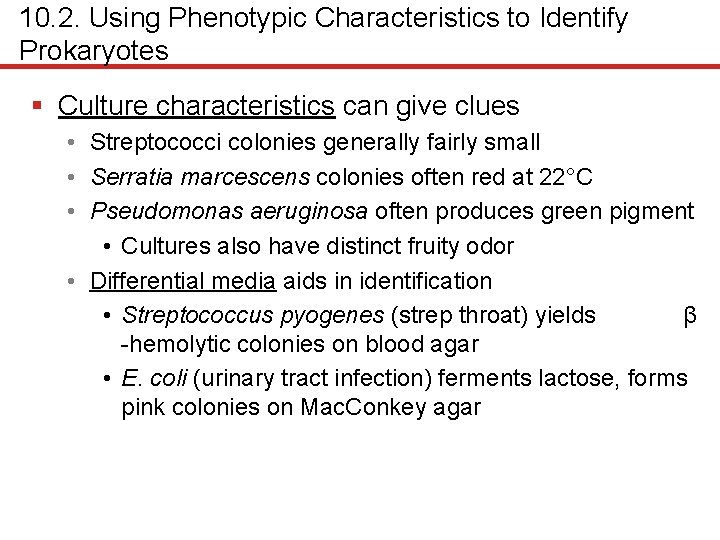 10. 2. Using Phenotypic Characteristics to Identify Prokaryotes § Culture characteristics can give clues