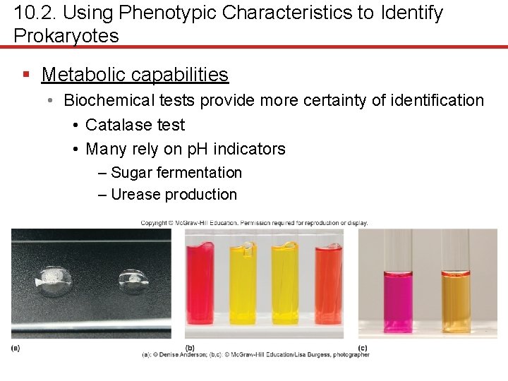 10. 2. Using Phenotypic Characteristics to Identify Prokaryotes § Metabolic capabilities • Biochemical tests