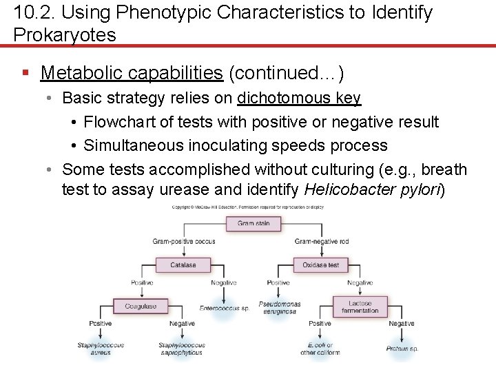 10. 2. Using Phenotypic Characteristics to Identify Prokaryotes § Metabolic capabilities (continued…) • Basic