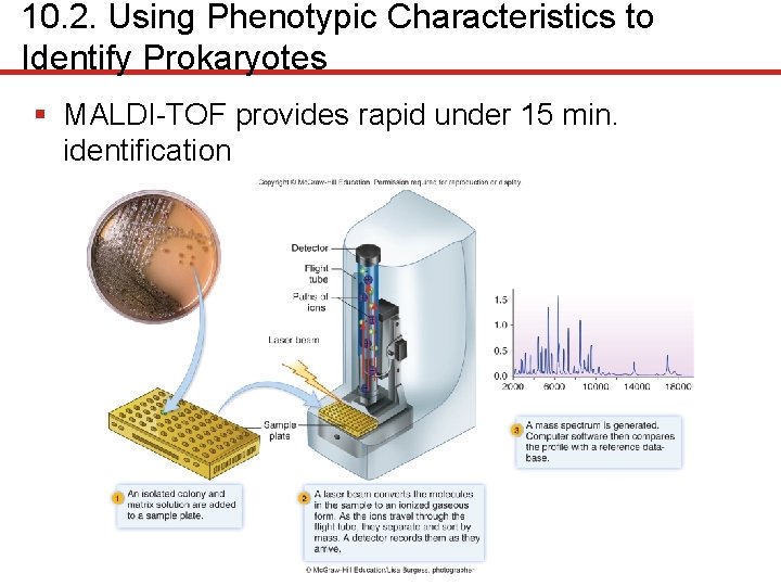 10. 2. Using Phenotypic Characteristics to Identify Prokaryotes § MALDI-TOF provides rapid under 15