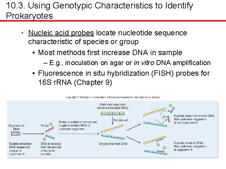 10. 3. Using Genotypic Characteristics to Identify Prokaryotes • Nucleic acid probes locate nucleotide