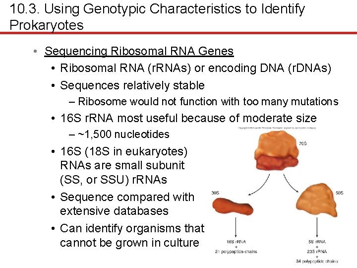 10. 3. Using Genotypic Characteristics to Identify Prokaryotes • Sequencing Ribosomal RNA Genes •