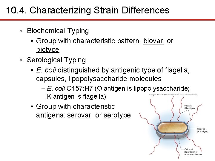 10. 4. Characterizing Strain Differences • Biochemical Typing • Group with characteristic pattern: biovar,