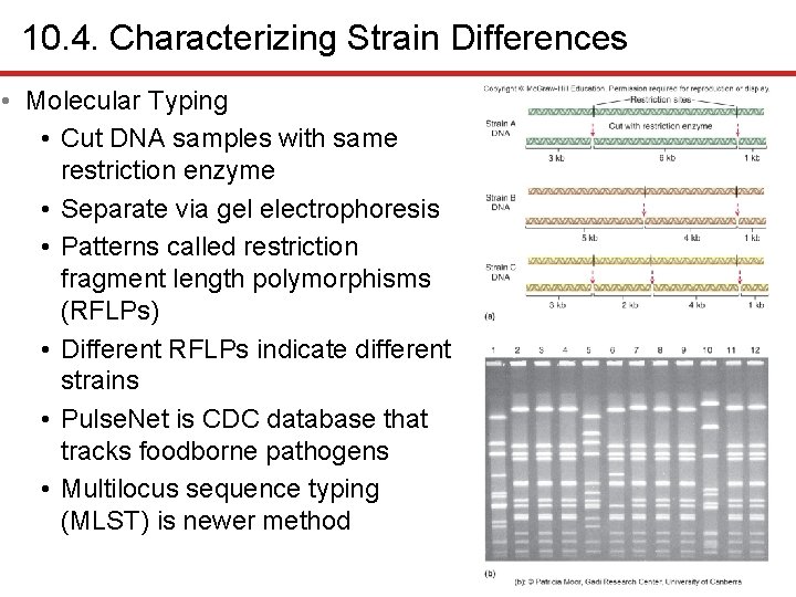 10. 4. Characterizing Strain Differences • Molecular Typing • Cut DNA samples with same