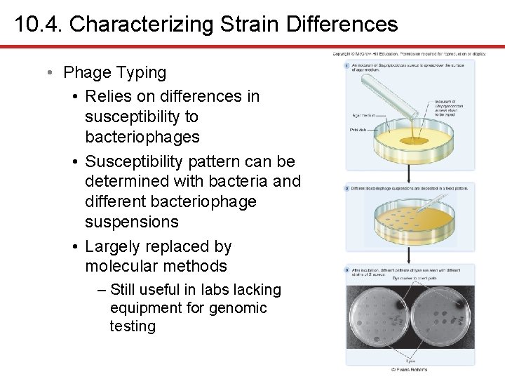 10. 4. Characterizing Strain Differences 1 • Phage Typing • Relies on differences in