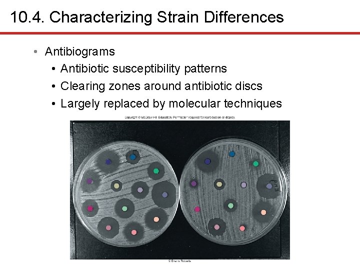 10. 4. Characterizing Strain Differences • Antibiograms • Antibiotic susceptibility patterns • Clearing zones