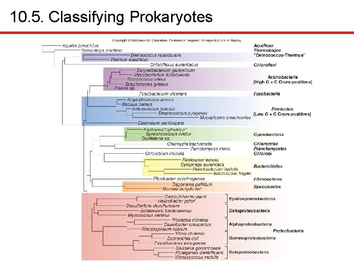 10. 5. Classifying Prokaryotes 