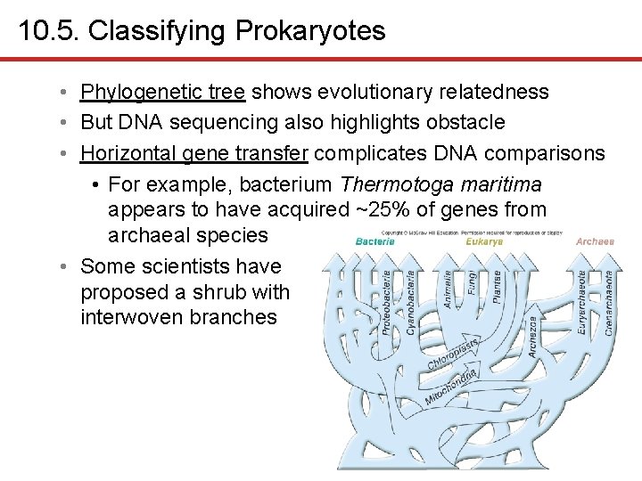 10. 5. Classifying Prokaryotes • Phylogenetic tree shows evolutionary relatedness • But DNA sequencing