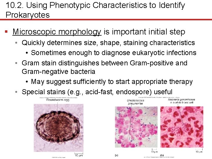 10. 2. Using Phenotypic Characteristics to Identify Prokaryotes § Microscopic morphology is important initial