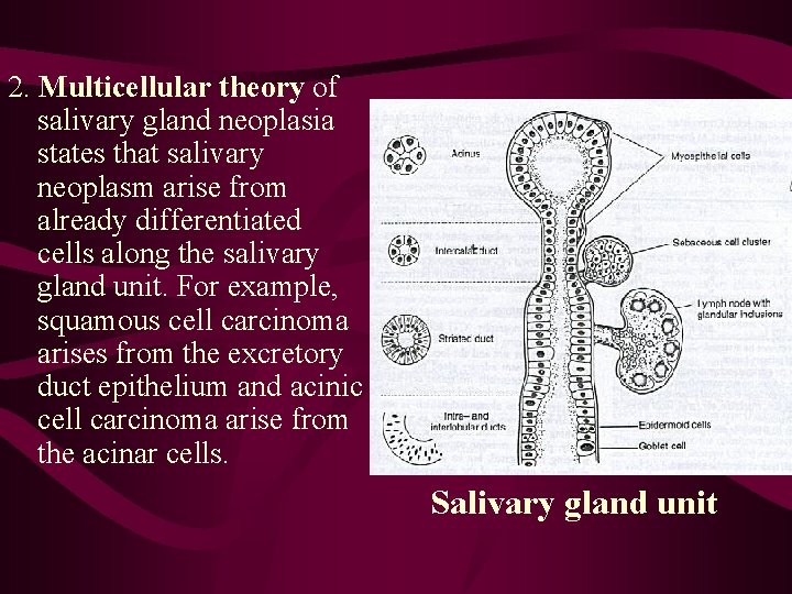 2. Multicellular theory of salivary gland neoplasia states that salivary neoplasm arise from already