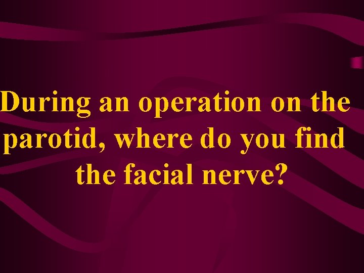 During an operation on the parotid, where do you find the facial nerve? 
