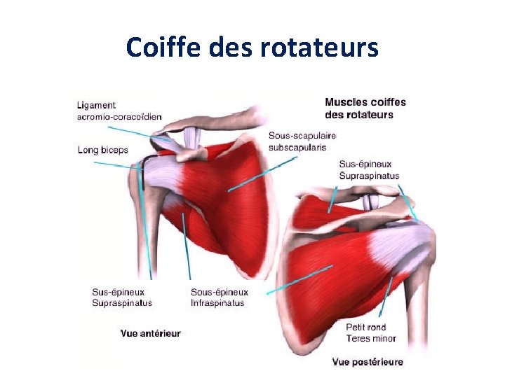 Coiffe des rotateurs 