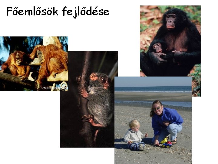 Főemlősök fejlődése 