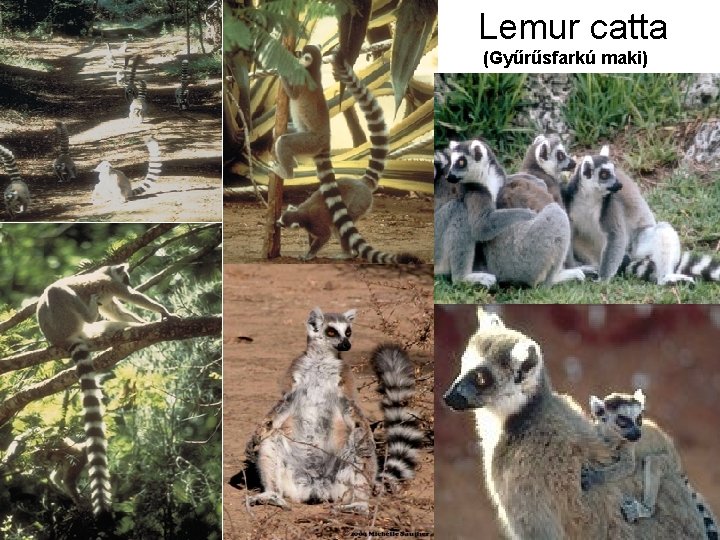 Lemur catta (Gyűrűsfarkú maki) 