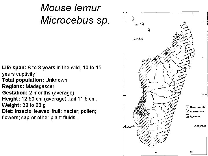 Mouse lemur Microcebus sp. Life span: 6 to 8 years in the wild, 10