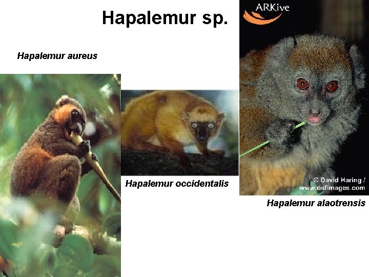 Hapalemur sp. Hapalemur aureus Hapalemur occidentalis Hapalemur alaotrensis 