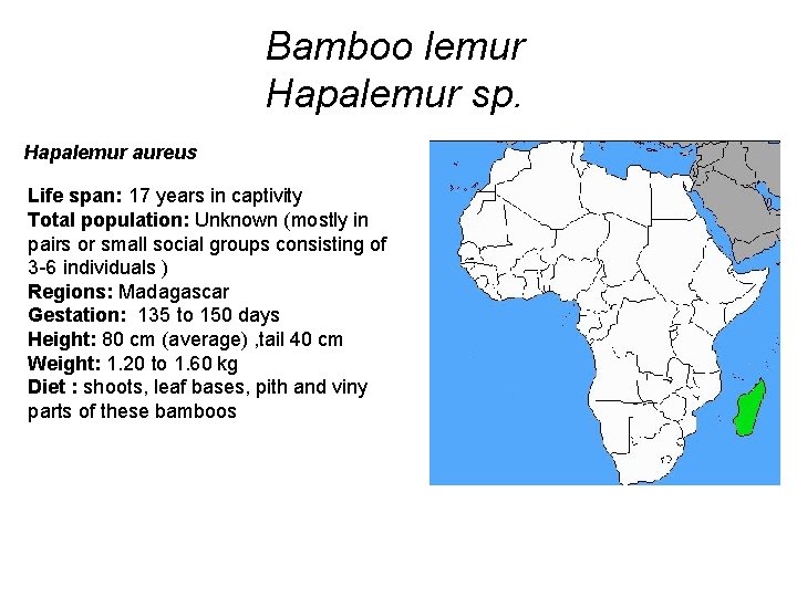 Bamboo lemur Hapalemur sp. Hapalemur aureus Life span: 17 years in captivity Total population: