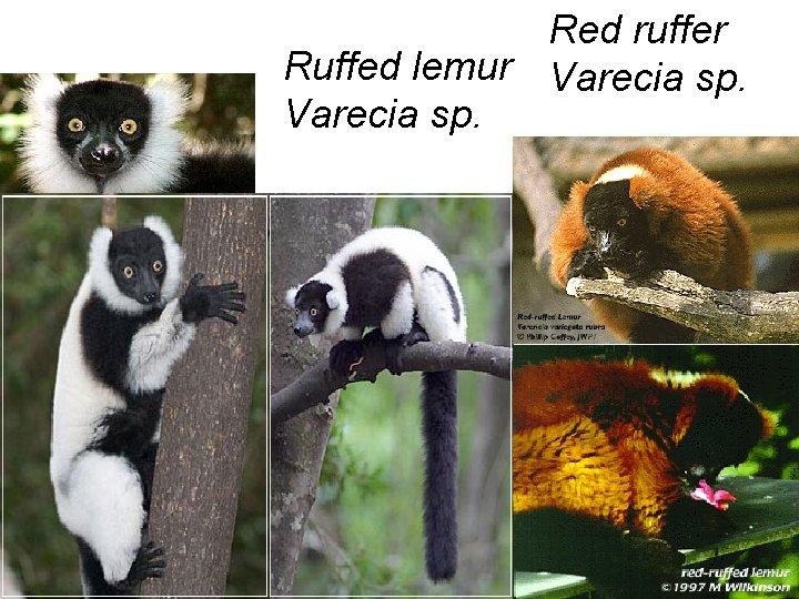 Red ruffer Ruffed lemur Varecia sp. 