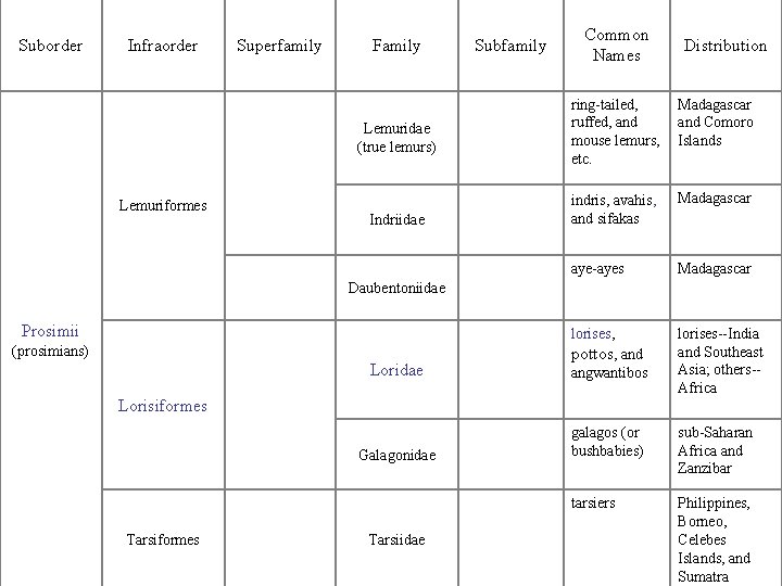 Suborder Infraorder Superfamily Family Lemuridae (true lemurs) Subfamily Lemuriformes Indriidae Daubentoniidae aye-ayes Madagascar lorises,