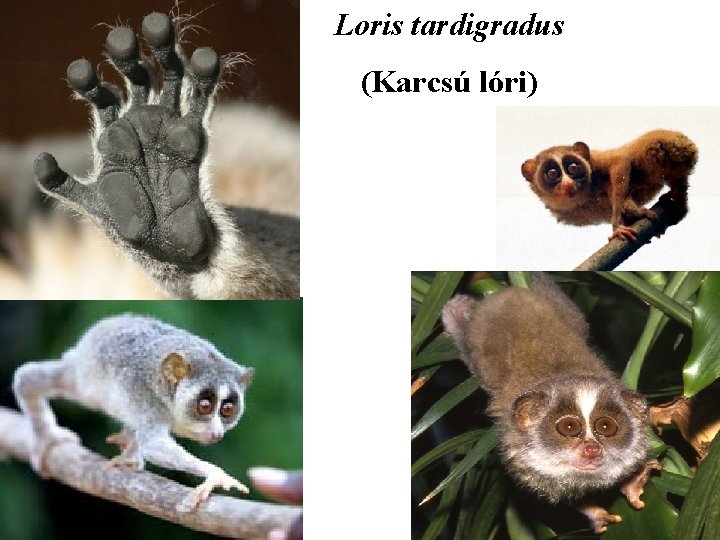 Loris tardigradus (Karcsú lóri) 