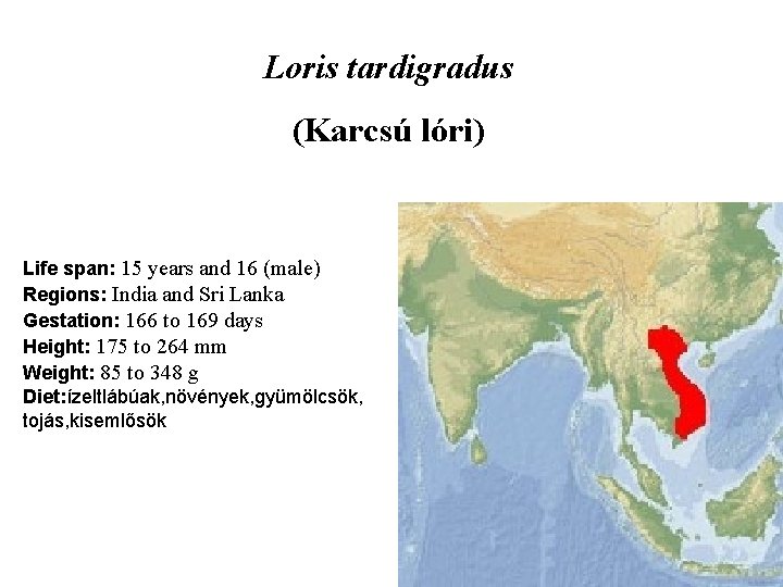 Loris tardigradus (Karcsú lóri) Life span: 15 years and 16 (male) Regions: India and