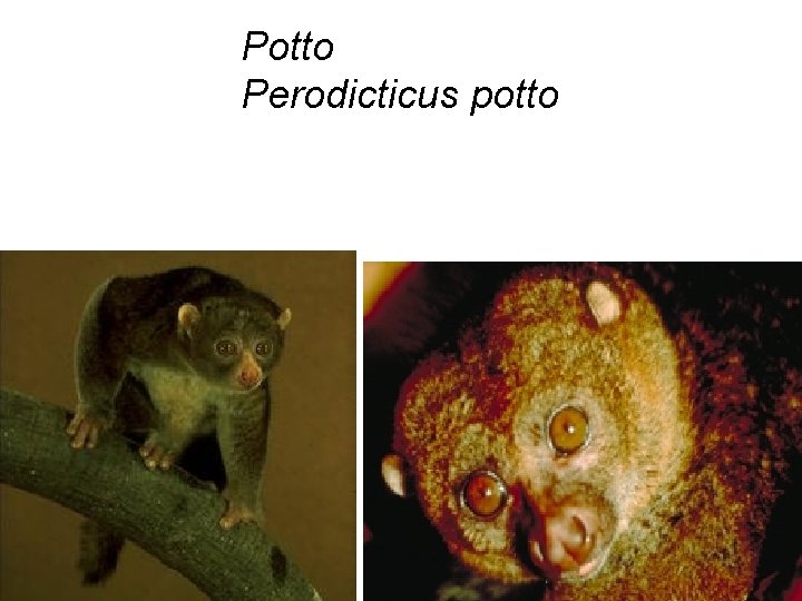 Potto Perodicticus potto 