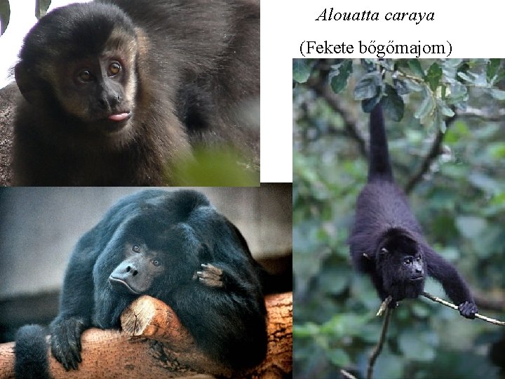 Alouatta caraya (Fekete bőgőmajom) 