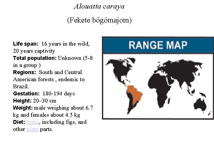 Alouatta caraya (Fekete bőgőmajom) Life span: 16 years in the wild, 20 years captivity