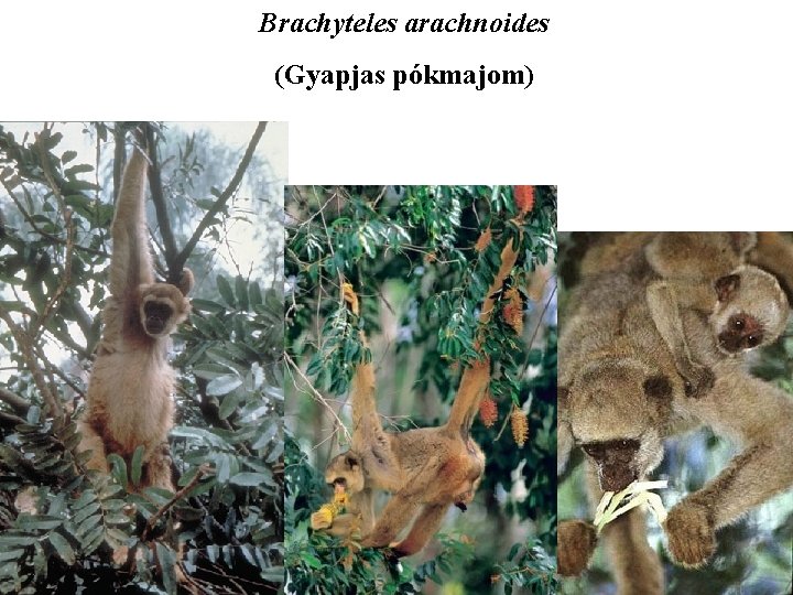 Brachyteles arachnoides (Gyapjas pókmajom) 