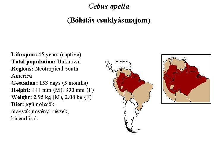 Cebus apella (Bóbitás csuklyásmajom) Life span: 45 years (captive) Total population: Unknown Regions: Neotropical