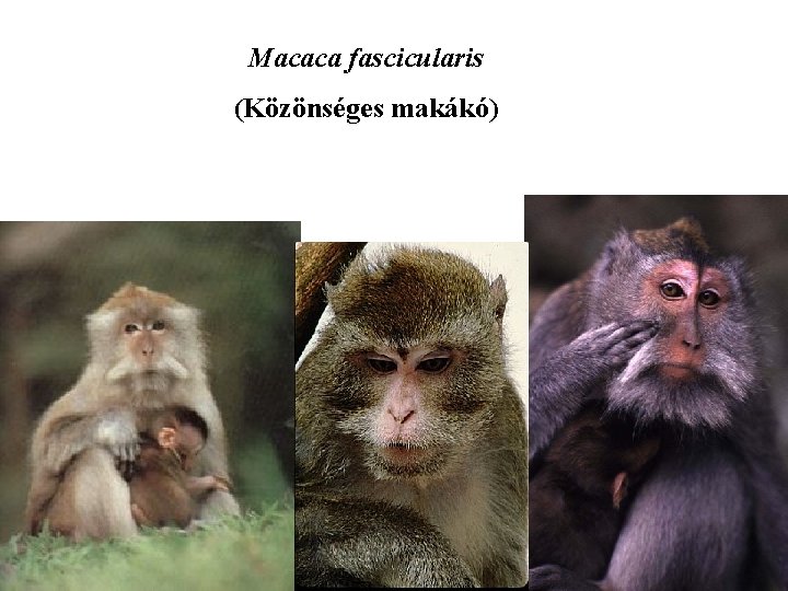 Macaca fascicularis (Közönséges makákó) 