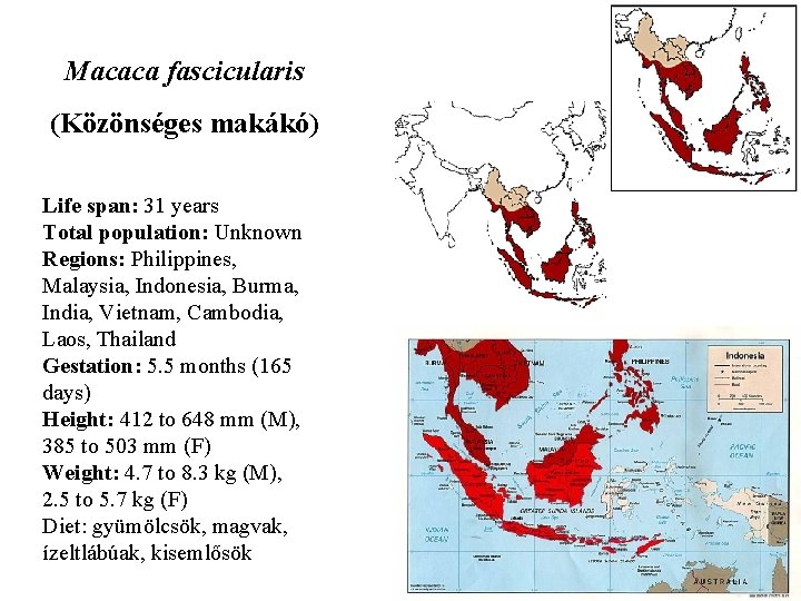 Macaca fascicularis (Közönséges makákó) Life span: 31 years Total population: Unknown Regions: Philippines, Malaysia,