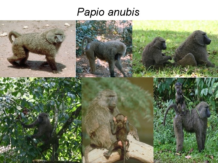 Papio anubis 