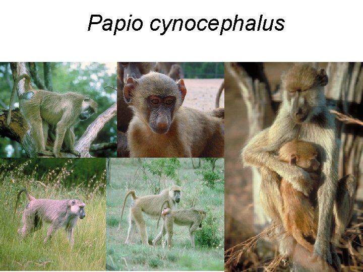 Papio cynocephalus 