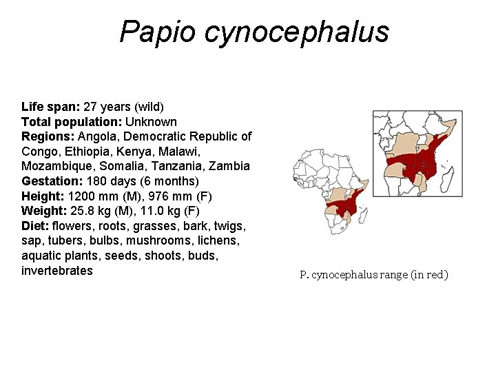 Papio cynocephalus Life span: 27 years (wild) Total population: Unknown Regions: Angola, Democratic Republic