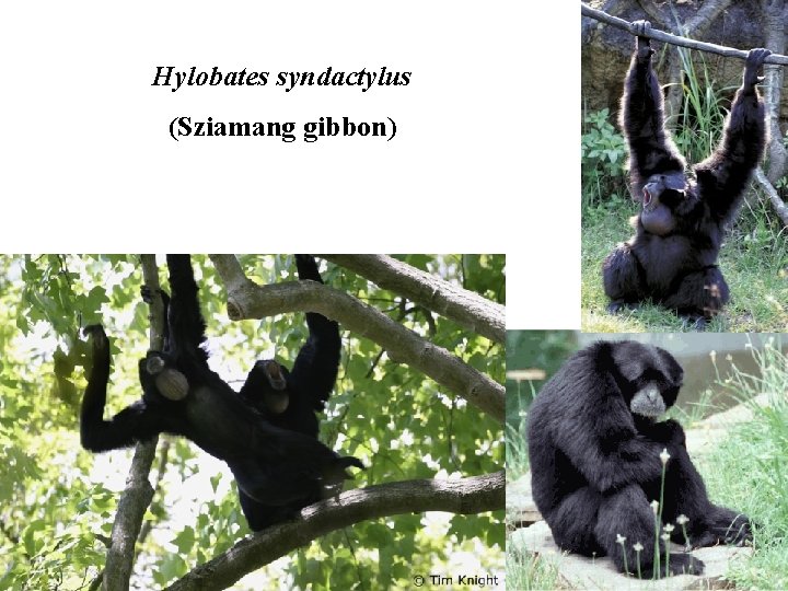 Hylobates syndactylus (Sziamang gibbon) 