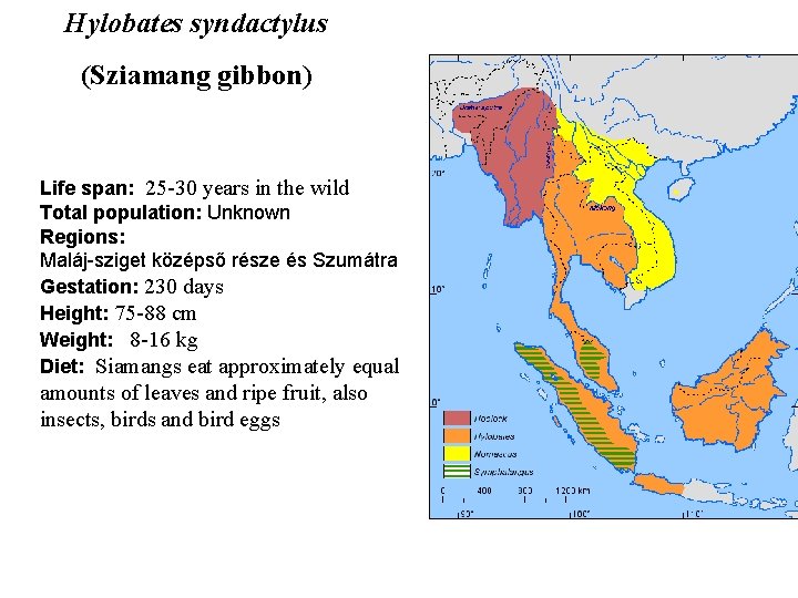 Hylobates syndactylus (Sziamang gibbon) Life span: 25 -30 years in the wild Total population: