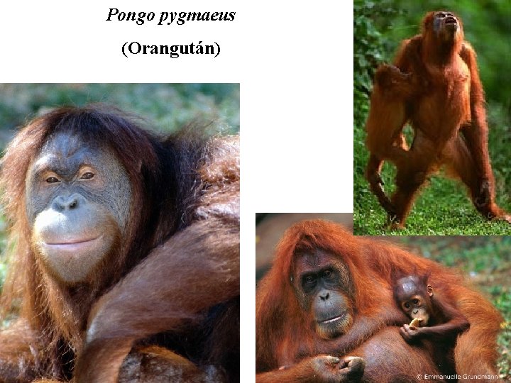 Pongo pygmaeus (Orangután) 