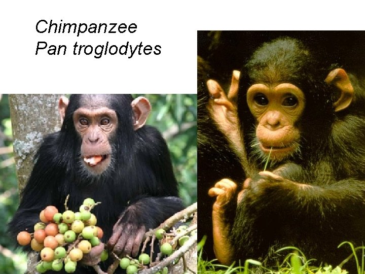 Chimpanzee Pan troglodytes 