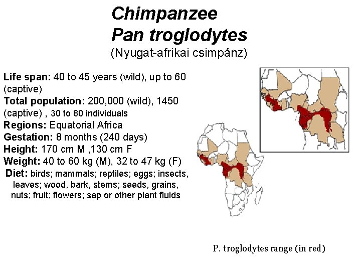 Chimpanzee Pan troglodytes (Nyugat-afrikai csimpánz) Life span: 40 to 45 years (wild), up to