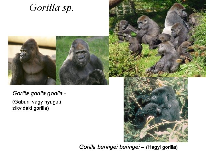 Gorilla sp. Gorilla gorilla (Gabuni vagy nyugati síkvidéki gorilla) Gorilla beringei – (Hegyi gorilla)